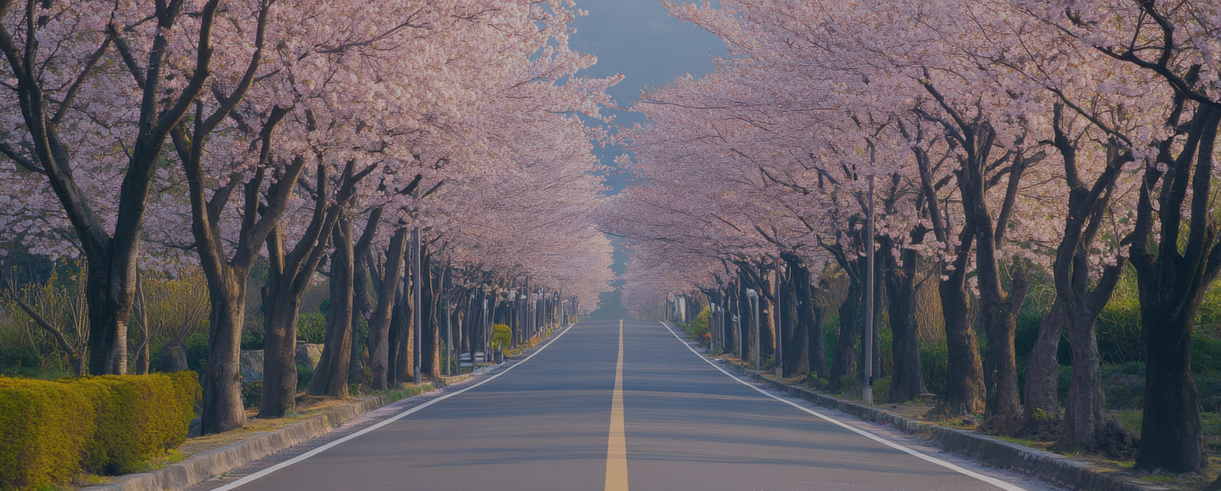 벚꽃이 제철 <br>: 강원도 벚꽃 드라이브 명소 3